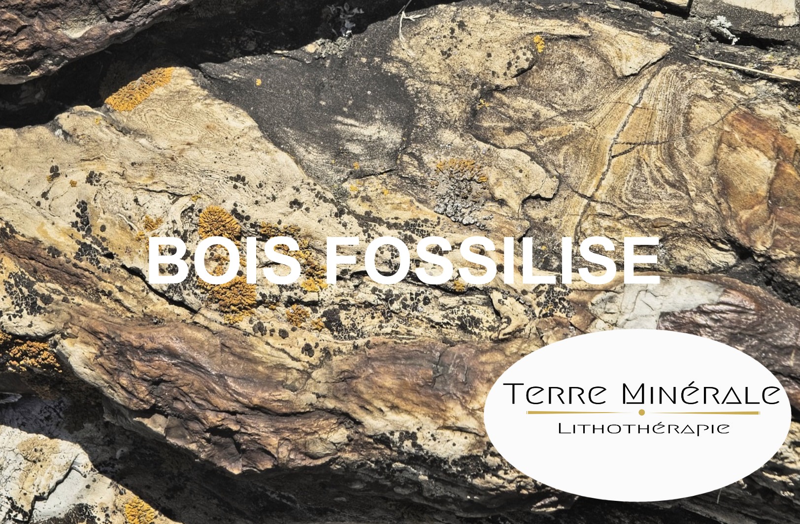 PIERRE BOIS FOSSILISÉ - BIJOUX PIERRES LITHOTHÉRAPIE