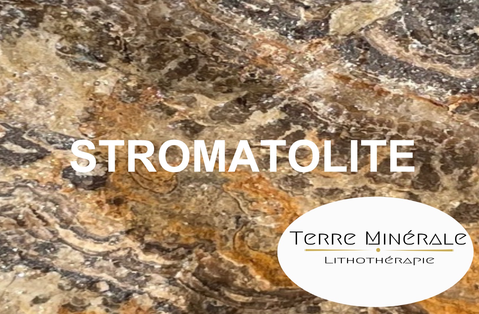 STROMATOLITE - PIERRES LITHOTHÉRAPIE